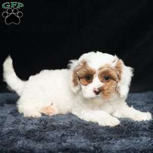 Harley, Cavapoo Puppy